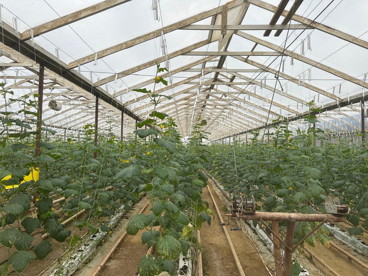 Yüksək Texnologiyalı Aqro-İnvestisiya: - Görsel 2