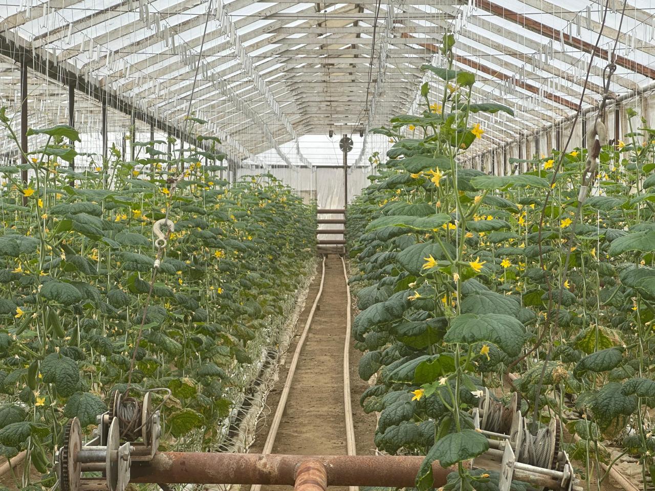 Yüksək Texnologiyalı Aqro-İnvestisiya: - Görsel 5