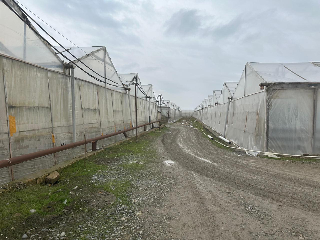 Yüksək Texnologiyalı Aqro-İnvestisiya: - Görsel 6